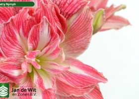 hippeastrum Pretnym (3)